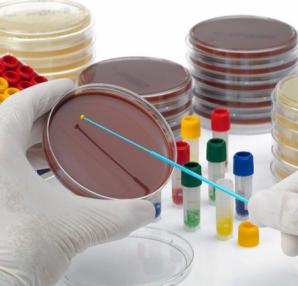 پخش کننده کلنی میکروارگانیسم استاندارد